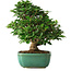 Ligustrum, 20 cm, ± 6 jaar oud, rechtstreeks uit de handen van meester Mario Komsta, persoonlijk gekweekt en gestyled, in een pot met meerdere scheuren