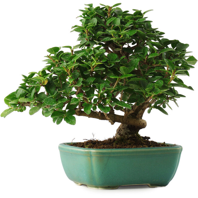 Ligustrum, 20 cm, ± 6 jaar oud, rechtstreeks uit de handen van meester Mario Komsta, persoonlijk gekweekt en gestyled, in een pot met meerdere scheuren