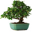 Ligustrum, 20 cm, ± 6 years old, hand-styled by Mario Komstra, in a pot with multiple cracks