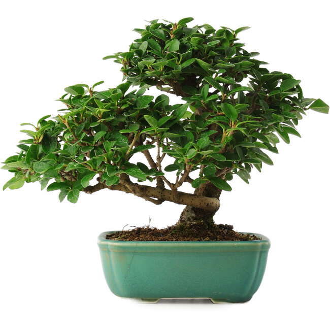 Ligustrum, 20 cm, ± 6 anni, direttamente dalle mani del maestro Mario Komsta, coltivato e allestito personalmente, in un vaso con molteplici crepe