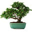 Ligustrum, 20 cm, ± 6 years old, hand-styled by Mario Komstra, in a pot with multiple cracks