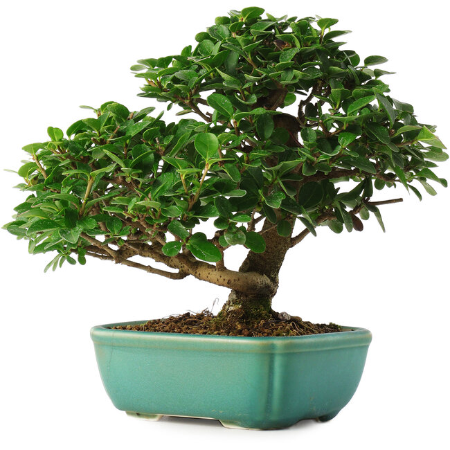 Ligustrum, 20 cm, ± 6 Jahre alt, direkt aus den Händen von Meister Mario Komsta, persönlich gezüchtet und gestylt, in einem Topf mit mehreren Rissen