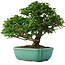 Ligustrum, 20 cm, ± 6 jaar oud, rechtstreeks uit de handen van meester Mario Komsta, persoonlijk gekweekt en gestyled, in een pot met meerdere scheuren