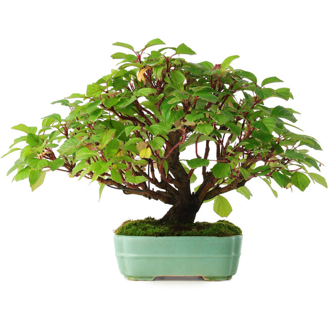 Cornus sanguinea, 24 cm, ± 6 years old, hand-styled by Mario Komstra