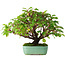 Cornus sanguinea, 24 cm, ± 6 years old, hand-styled by Mario Komstra