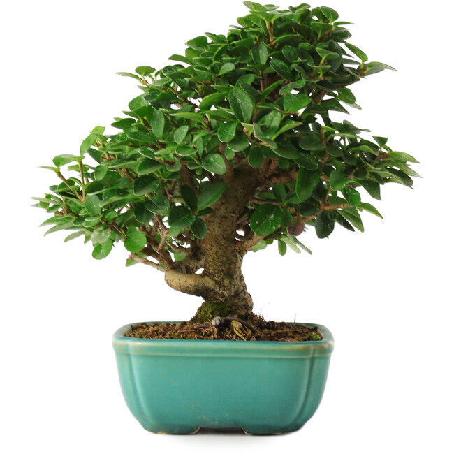 Ligustrum, 20 cm, ± 6 Jahre alt, direkt aus den Händen von Meister Mario Komsta, persönlich gezüchtet und gestylt, in einem Topf mit mehreren Rissen