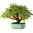 Cornus sanguinea, 24 cm, ± 6 jaar oud, met de hand gestyled door Mario Komstra