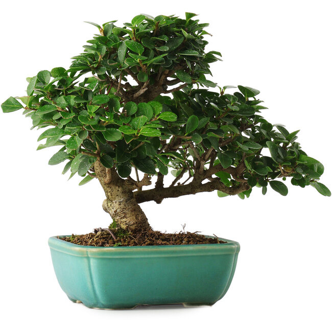 Ligustrum, 20 cm, ± 6 ans, directement des mains du maître Mario Komsta, cultivé et stylisé personnellement, dans un pot avec de multiples fissures