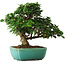 Ligustrum, 20 cm, ± 6 jaar oud, rechtstreeks uit de handen van meester Mario Komsta, persoonlijk gekweekt en gestyled, in een pot met meerdere scheuren