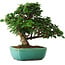 Ligustrum, 20 cm, ± 6 years old, hand-styled by Mario Komstra, in a pot with multiple cracks