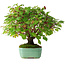 Cornus sanguinea, 24 cm, ± 6 years old, hand-styled by Mario Komstra