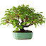 Cornus sanguinea, 24 cm, ± 6 years old, hand-styled by Mario Komstra