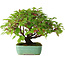 Cornus sanguinea, 24 cm, ± 6 years old, hand-styled by Mario Komstra