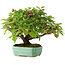 Cornus sanguinea, 24 cm, ± 6 jaar oud, met de hand gestyled door Mario Komstra