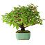 Cornus sanguinea, 24 cm, ± 6 jaar oud, met de hand gestyled door Mario Komstra