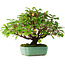 Cornus sanguinea, 24 cm, ± 6 years old, hand-styled by Mario Komstra