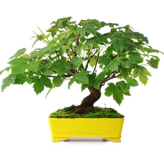  Mario Komsta Acer pseudoplatanus, 23 cm, ± 6 anni