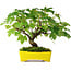 Acer pseudoplatanus, 23 cm, ± 6 years old, hand-styled by Mario Komstra