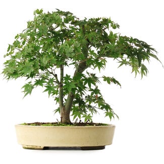  Mario Komsta Acer palmatum, 35,5 cm, ± 6 jaar oud