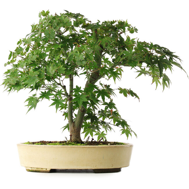 Acer palmatum, 35,5 cm, ± 6 años, estilizado a mano por Mario Komstra