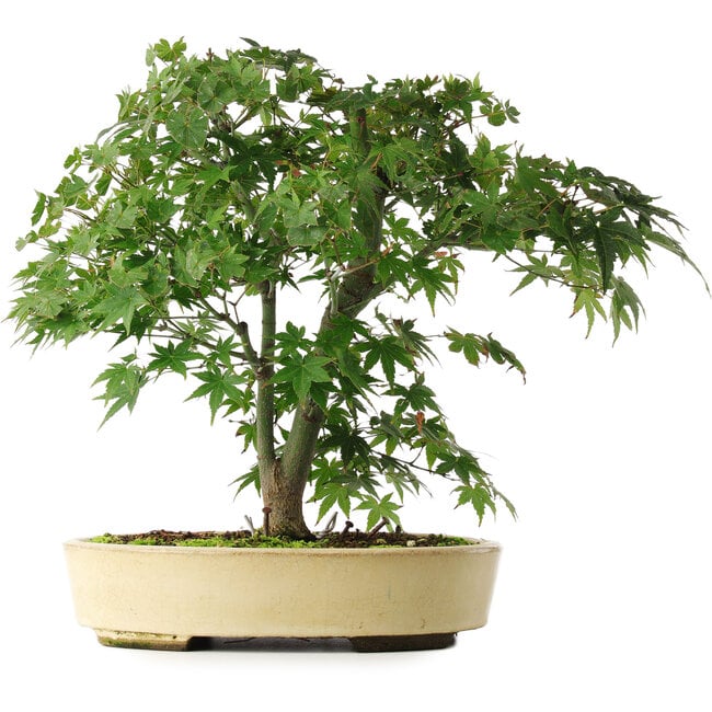 Acer palmatum, 35,5 cm, ± 6 ans, stylisé à la main par Mario Komstra