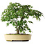 Acer palmatum, 35,5 cm, ± 6 jaar oud, persoonlijk gekweekt en gevormd door Mario Komsta