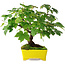 Acer pseudoplatanus, 23 cm, ± 6 years old, hand-styled by Mario Komstra