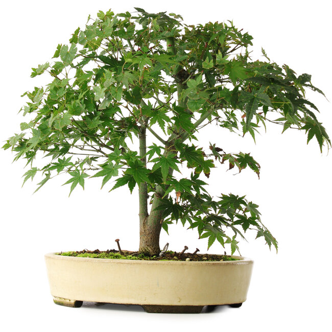 Acer palmatum, 35,5 cm, ± 6 jaar oud, persoonlijk gekweekt en gevormd door Mario Komsta