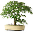 Acer palmatum, 35,5 cm, ± 6 jaar oud, persoonlijk gekweekt en gevormd door Mario Komsta