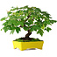 Acer pseudoplatanus, 23 cm, ± 6 years old, hand-styled by Mario Komstra