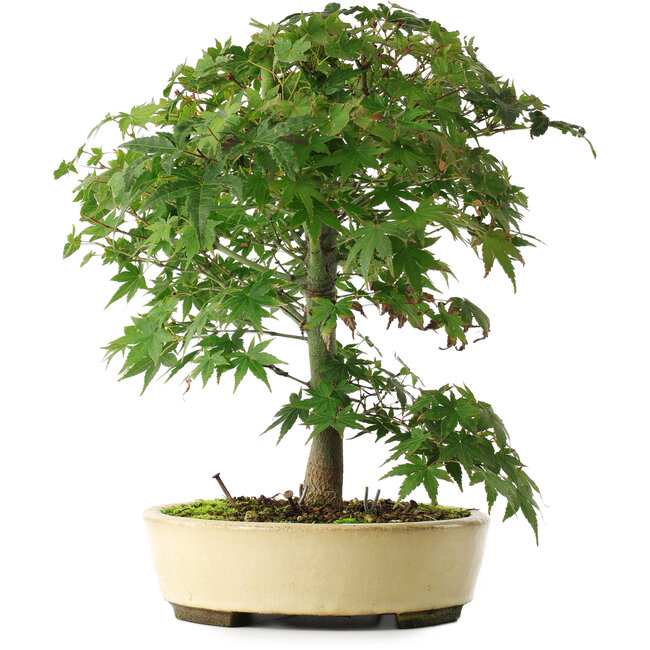 Acer palmatum, 35,5 cm, ± 6 Jahre alt, persönlich gezüchtet und geformt von Mario Komsta