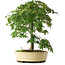 Acer palmatum, 35,5 cm, ± 6 jaar oud, met de hand gestyled door Mario Komstra