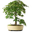 Acer palmatum, 35,5 cm, ± 6 jaar oud, persoonlijk gekweekt en gevormd door Mario Komsta