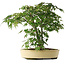 Acer palmatum, 35,5 cm, ± 6 jaar oud, met de hand gestyled door Mario Komstra