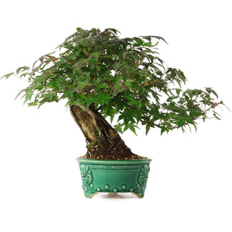  Mario Komsta Acer palmatum, 26 cm, ± 6 anni