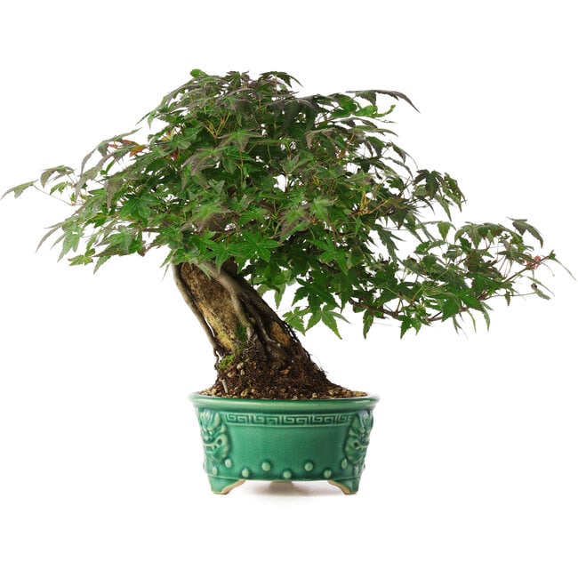 Acer palmatum, 26 cm, ± 6 jaar oud, met de hand gestyled door Mario Komstra