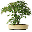 Acer palmatum, 35,5 cm, ± 6 jaar oud, met de hand gestyled door Mario Komstra