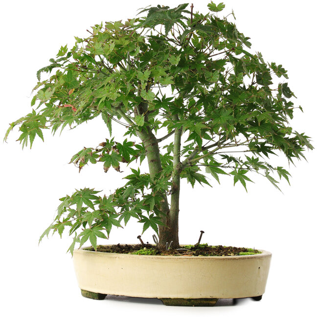 Acer palmatum, 35,5 cm, ± 6 years old, personally grown and shaped by Mario Komsta
