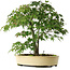 Acer palmatum, 35,5 cm, ± 6 jaar oud, met de hand gestyled door Mario Komstra