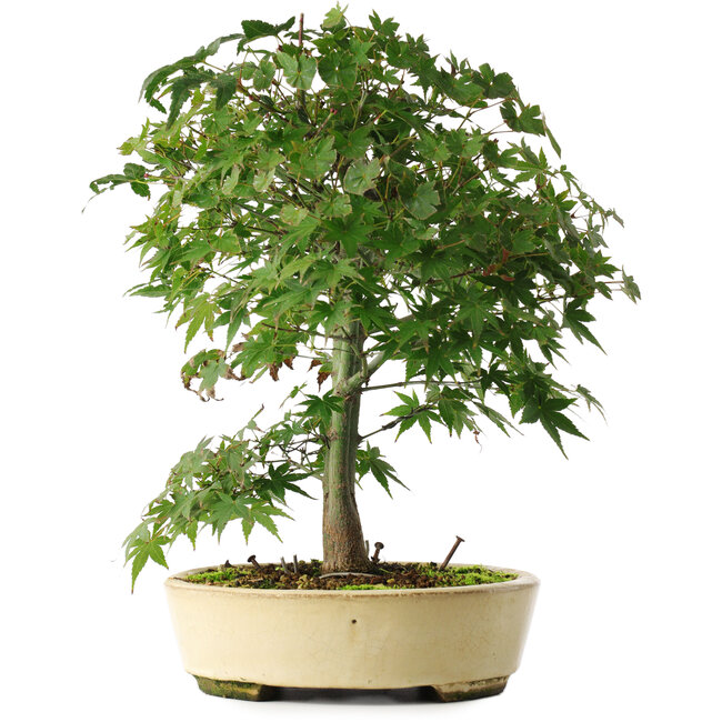 Acer palmatum, 35,5 cm, ± 6 anni, coltivato e modellato personalmente da Mario Komsta