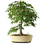 Acer palmatum, 35,5 cm, ± 6 jaar oud, persoonlijk gekweekt en gevormd door Mario Komsta