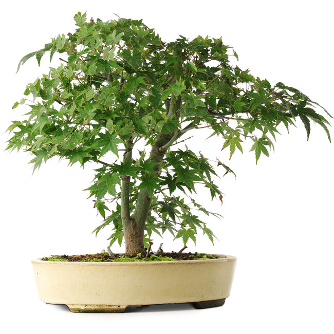 Acer palmatum, 35,5 cm, ± 6 Jahre alt, persönlich gezüchtet und geformt von Mario Komsta