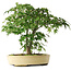 Acer palmatum, 35,5 cm, ± 6 jaar oud, met de hand gestyled door Mario Komstra