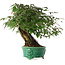 Acer palmatum, 26 cm, ± 6 years old, hand-styled by Mario Komstra