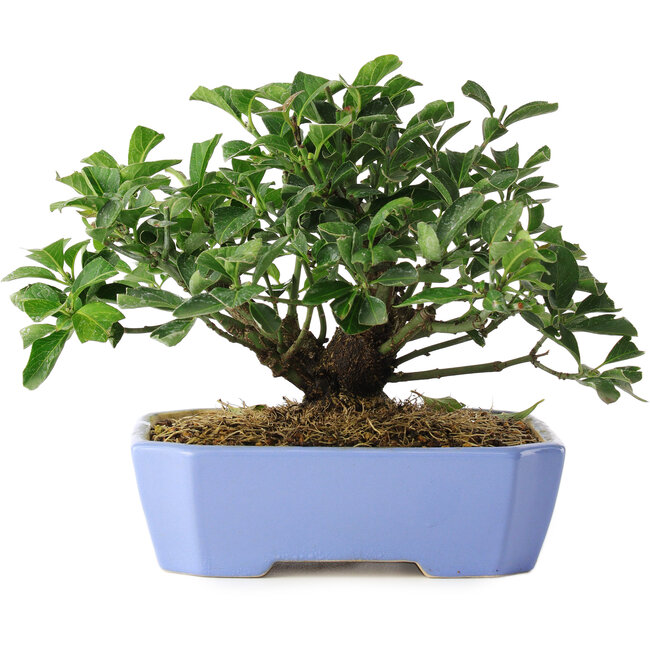 Euonymus alatus, 14,5 cm, ± 6 jaar oud, met de hand gestyled door Mario Komstra