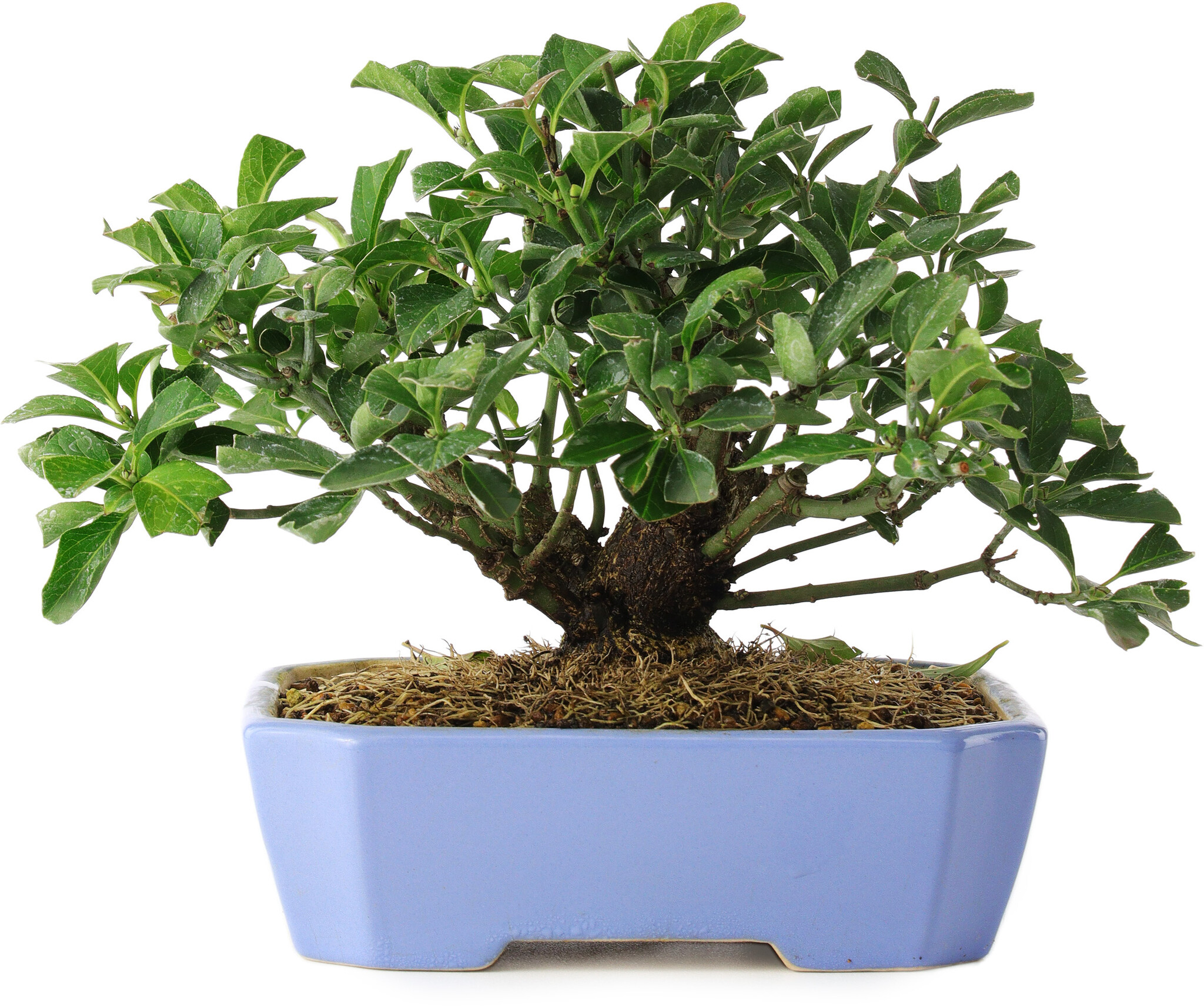 dnger fr bambus selber machen Bambus Dnger Flora Boost fr gesunde und prchtige Bambuspflanzen