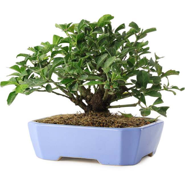 Euonymus alatus, 14,5 cm, ± 6 ans, cultivé à la main et stylisé par Mario Komsta en personne