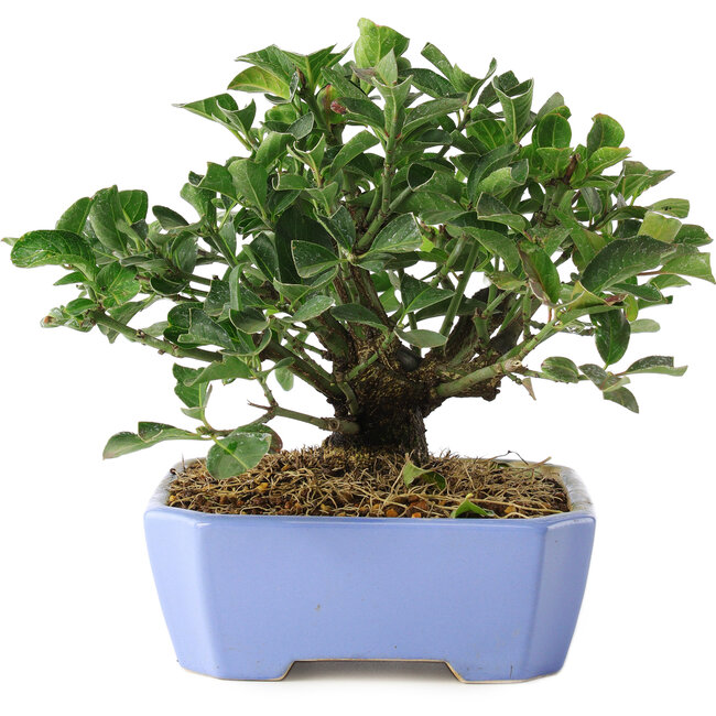 Euonymus alatus, 14,5 cm, ± 6 years old, hand-grown and styled by Mario Komsta in person