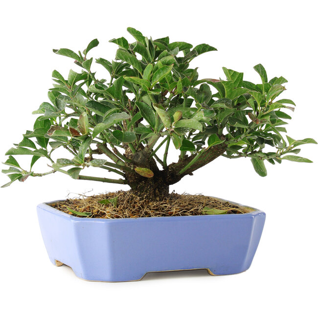 Euonymus alatus, 14,5 cm, ± 6 years old, hand-grown and styled by Mario Komsta in person