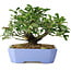 Euonymus alatus, 14,5 cm, ± 6 jaar oud, met de hand gestyled door Mario Komstra